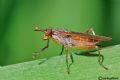 Sepedon spinipes